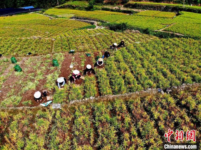 专家团扎根浙江磐安 助中医药产业发展